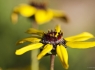 Chocolate Flowers (Berlandiera lyrata)